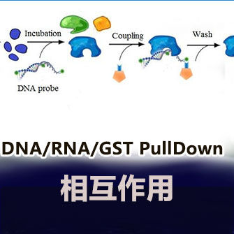 RNA Pulldown