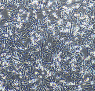小鼠骨内膜间充质干原代细胞