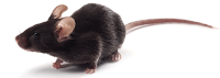APP/PS1双转基因小鼠实验动物模型 