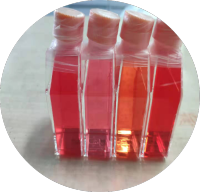 人胰腺星状细胞/免疫荧光鉴定/镜像绮点(Cellverse)