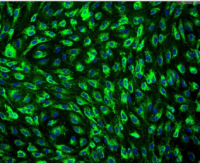 小鼠肌源性干原代细胞