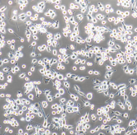小鼠肾实质原代细胞