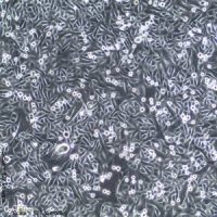 人乳腺上皮细胞-男性