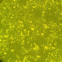 人肾髓质上皮细胞-原代