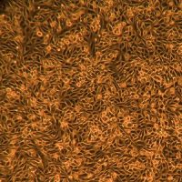 人肾皮质上皮细胞-原代