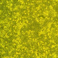 人近端小管上皮细胞