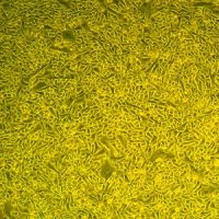 人乳腺上皮细胞-女性