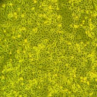 人肾混合上皮细胞