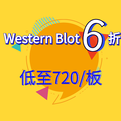 福建 WB Western Blot 免疫印迹