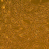 人间充质干细胞-成人