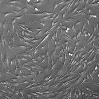 人脂肪前体细胞