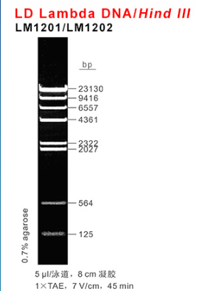 LD Lambda DNA/Hind III