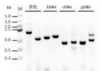 SsoRobust Taq DNA Polymerase