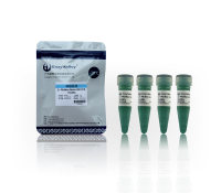 英赞高保真PCR预混液:2× PfuMax Green HiFi PCR ProMix