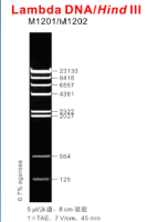 Lambda DNA/HindIII