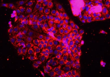 小鼠主动脉内皮原代细胞