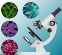 RNA转染试剂（进口原料） 0.75ml