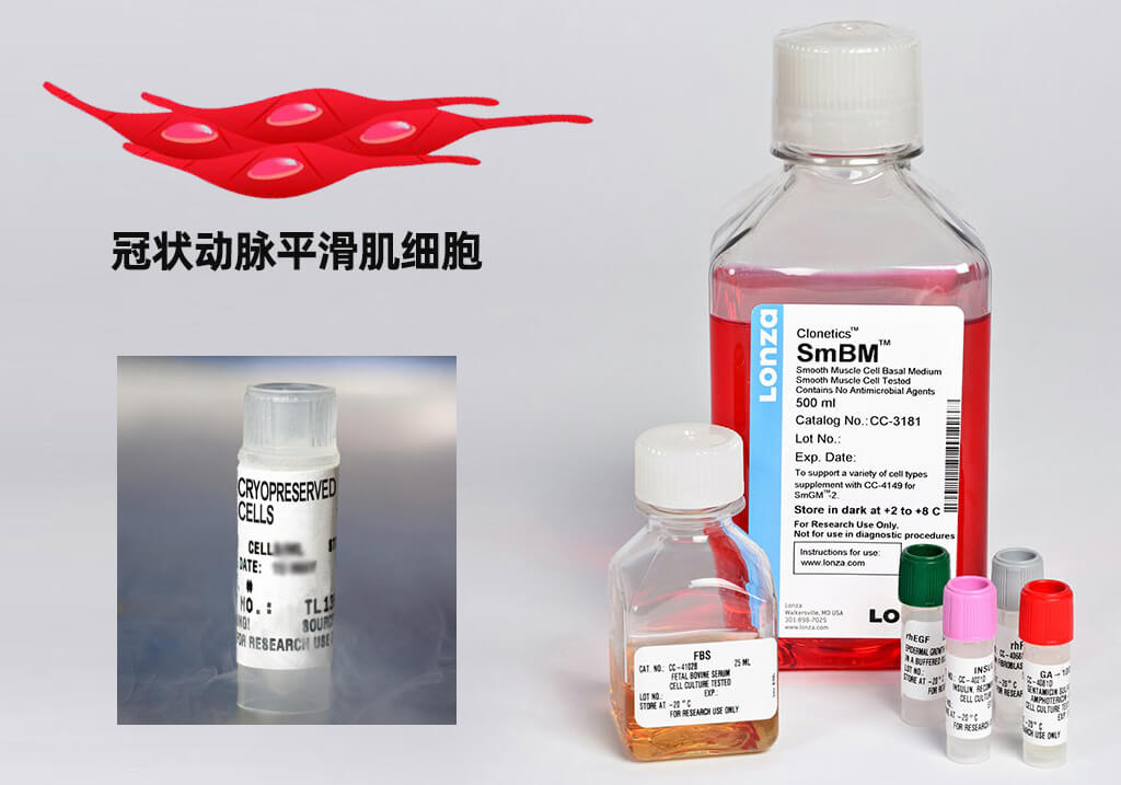 人冠状动脉平滑肌细胞 LONZA人原代细胞中国一级代理商北京泽平