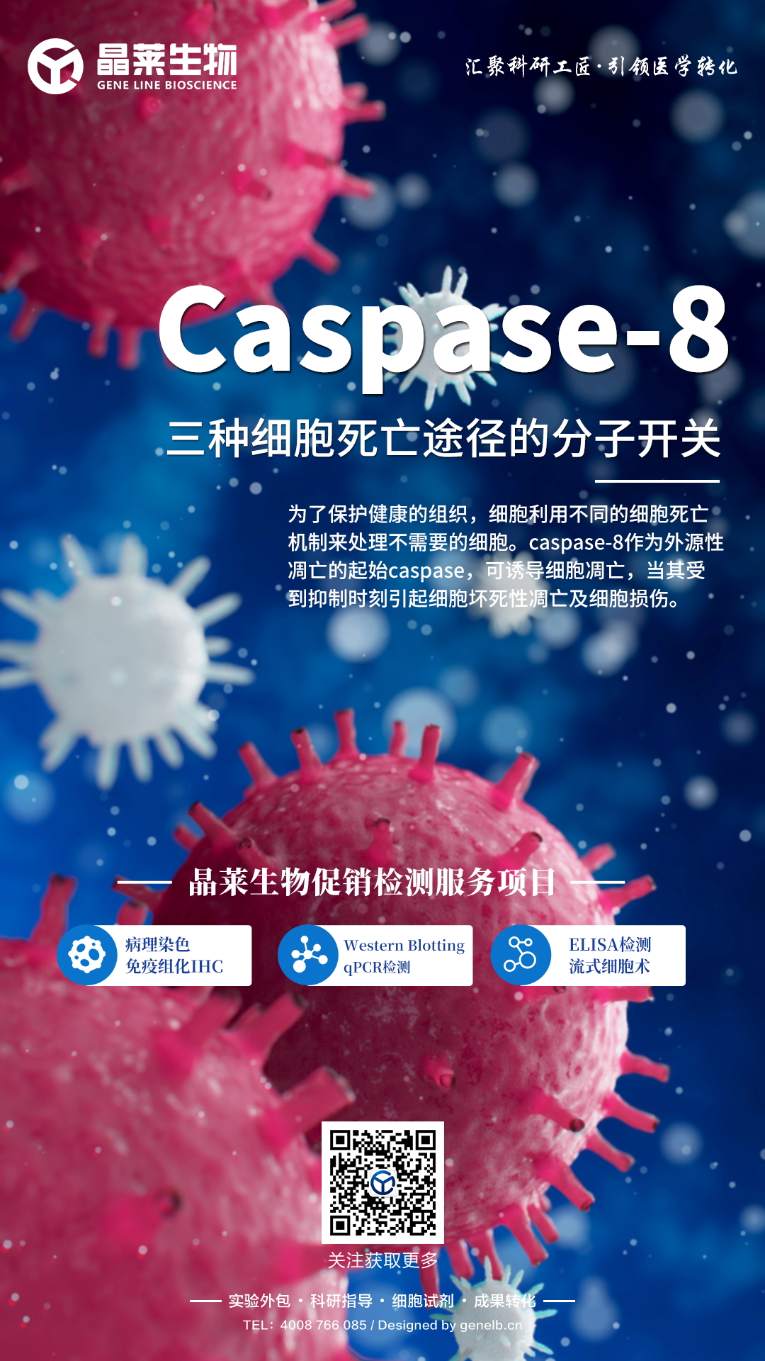 科研干货caspase8三种细胞死亡途径的分子开关