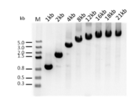 2× Long PfuMax PCR ProMix