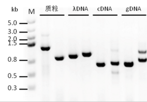 2× SsoRobust Green Taq PCR ProMix