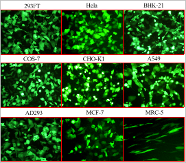 QuickShuttle-BHK-21(BHK-21细胞专用