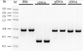 2× PfuMax HiFi PCR ProMix