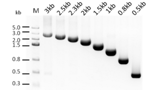 2× Fast PfuMax Green HiFi PCR ProMix