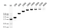 Long Taq DNA Polymerase