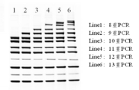 Mutiplex PCR Kit