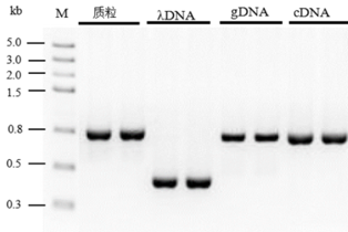 PfuMax HiFi DNA Polymerase