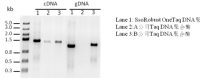 SsoRobust OneTaq DNA Polymerase