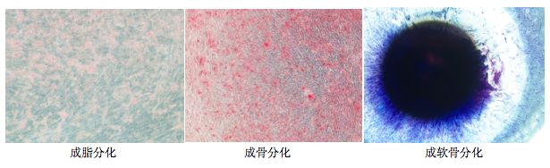 间充质干细胞（MSCs）三系诱导分化（成骨、成脂、成软骨分化）