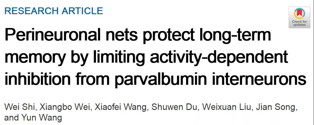 《PNAS》揭示细胞外基质在记忆存储中的细胞学机制