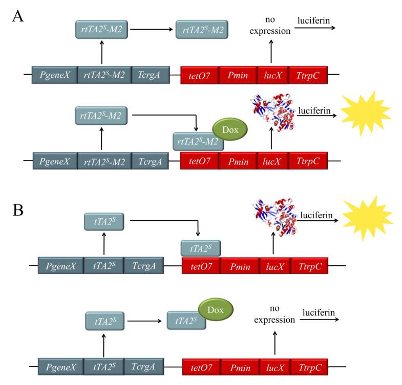 四环素诱导调控表达载体构建服务