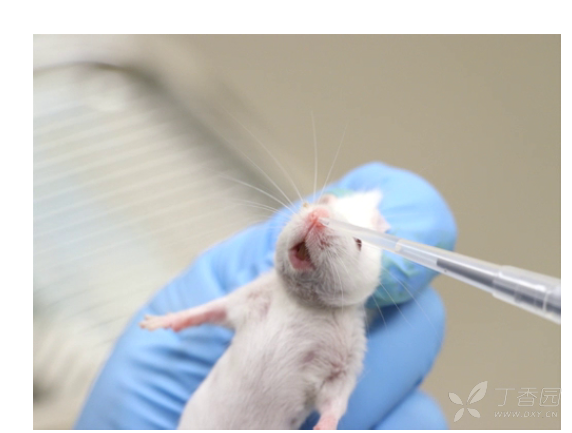 想请教小鼠鼻腔给药 - 实验动物与组织学技术讨论版 -丁香园论坛