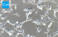 B-CPAP 人甲状腺癌乳头状细胞/STR鉴定/镜像绮点(Cellverse)