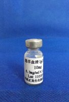 绵羊血清IgG