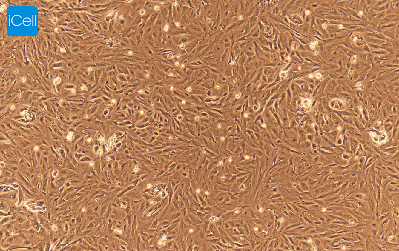 人前列腺上皮细胞  免疫荧光鉴定 镜像绮点（Cellverse）