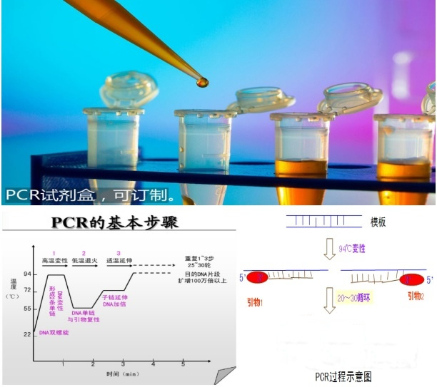 猪链球菌2型探针法荧光定量PCR试剂盒