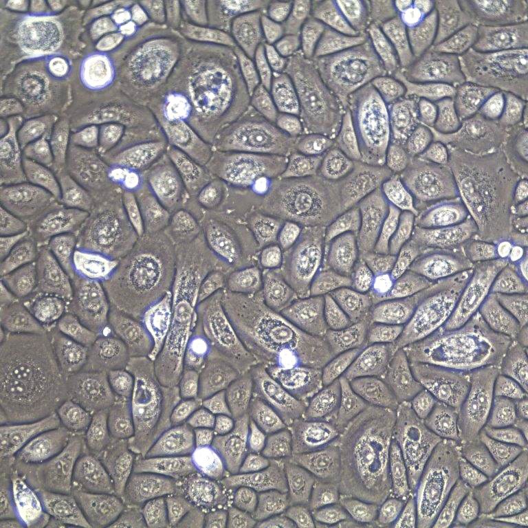 喉上皮细胞Laryngeal Epithelial Cells, Primary