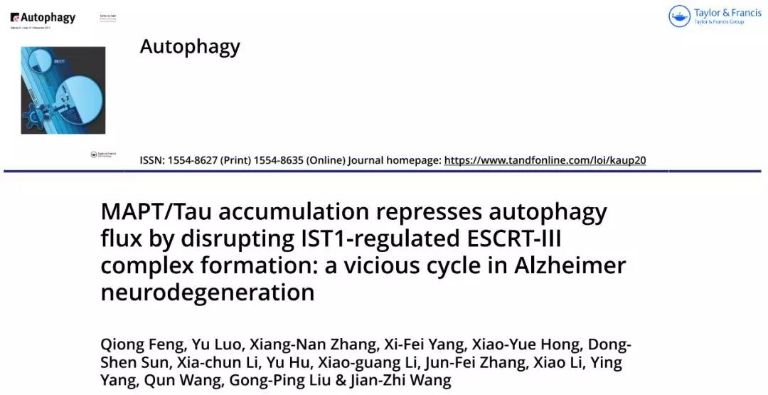 《Autophaghy》揭示AD发病新机制-MAPT/Tau聚集&自噬
