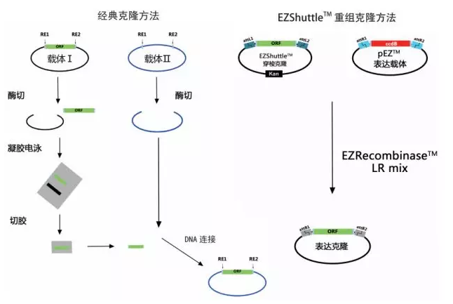 怎样快速构建好表达载体？