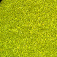 人皮肤黑色素细胞-成人Epidermal Melanocytes — Adult