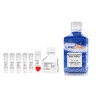 乳腺上皮细胞培养基MammaryLife Complete kit
