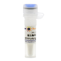 凝血酶来源于牛血浆(40-300 NIH units/mg protein, Reagent