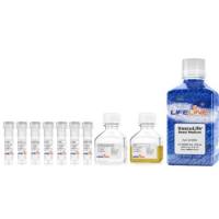 皮肤微血管内皮细胞培养基VEGF-MV Complete Kit