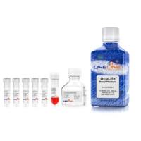 角膜细胞培养基OcuLife Complete Kit