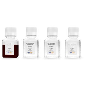油红染色试剂盒Oil Red O Lipid Staining Kit