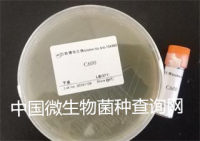 百欧博伟生物 质控菌株  肺炎链球菌